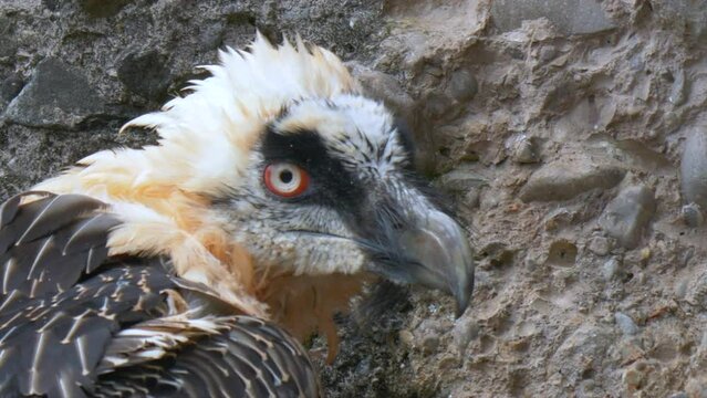 Macro shot showing Head of Bearded Vulture in front of rocky hill. Portrait shot of wild Lammergeier in Asia. Close up.
