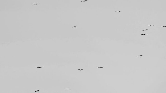 Migratory birds flying on grey sky background