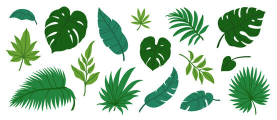 Jungle leaves. Cartoon different tropical plants. Palm, banana, monstera. Botanical green foliage elements. Summer paradise exotic leaf on white background. Vector set - obrazy, fototapety, plakaty