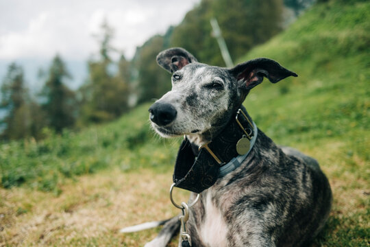 Greyhound resting in the mountain