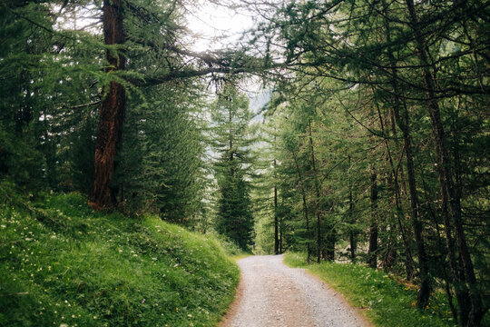 Waking in the forest