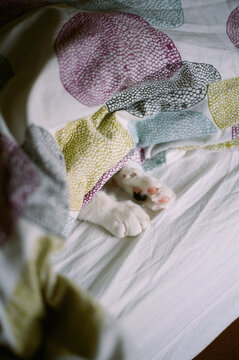 Cat paws sticking out of from under a blanket on a bed