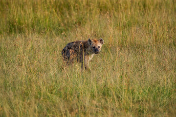 In Masai mara, hyenas search for prey
