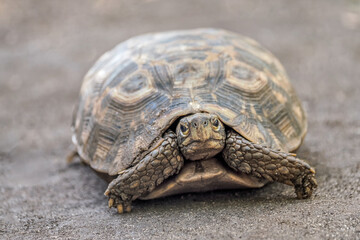 Turtle, Zanzibar, Tanzania, Jambiani area