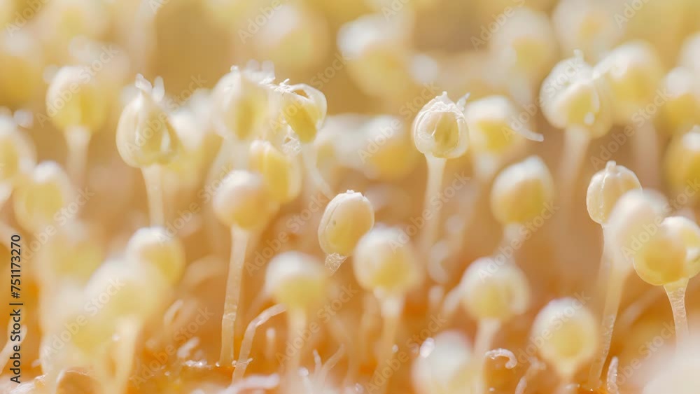 Poster a macro shot of tiny white seedlings sprouting from a layer of moisturerich soilless growing medium.