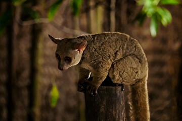 Bush babies, small lemurs eagerly eat fruit, they live in mangrove thickets, Indian Ocean, Zanzibar, Tanzania, Jambiani area
