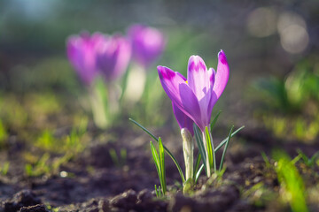 Beautiful flowers of soft purple crocuses are illuminated by the rays of the sun