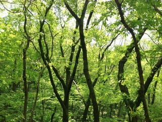 Fototapeta premium 霊仙山の景色