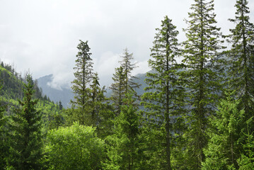 Fototapeta na wymiar Foggy mountain landscape with fir forest.