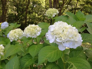 野山のアジサイのある景色