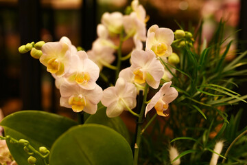 Beautiful white orchids in the flower shop