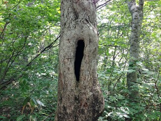 白馬の山の風景