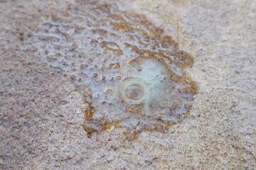 Sputum phlegm on cement floor.