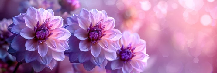 Zelfklevend Fotobehang Beautiful Purple Flower Full Bloom Summer, HD, Background Wallpaper, Desktop Wallpaper © Moon Art Pic