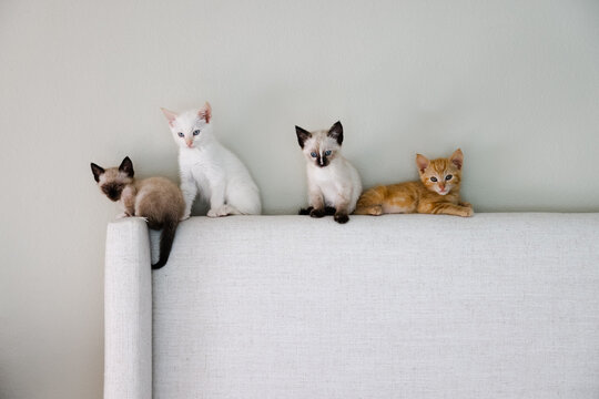 Four Kittens on a Bed Frame