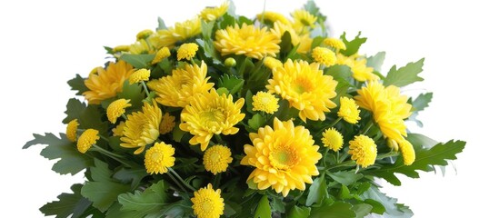 A bouquet of vibrant yellow chrysanthemum flowers arranged neatly on a white background, showcasing their freshness and beauty.