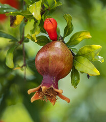 small pomegranate fruit on a tree branch.