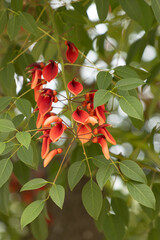 red flowers on a tree branch.
