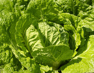 green leaves of Chinese cabbage as a background.