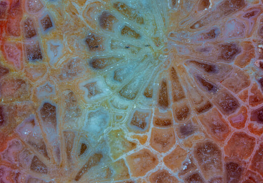 Colorful floral pattern coral jade