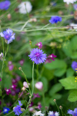 Obraz premium cornflower close-up in a flower meadow