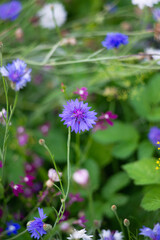 cornflower close-up in a flower meadow