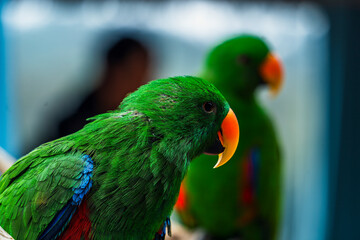 red and green macaw