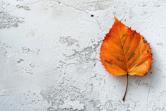 Vibrant autumn leaf on a cracked white painted surface. Place for text