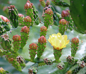 Drooping prickly pear growing in a garden. Buds and a yellow flower. Opuntia monacantha