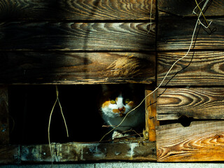 小屋に隠れるノラ猫