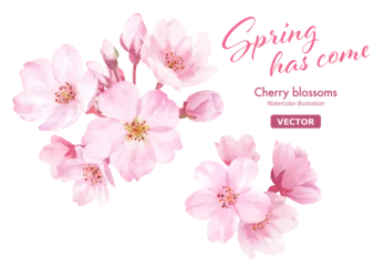 Fotobehang 春の花：桜の花の水彩イラスト。クローズアップ。（ベクター。パーツのレイアウト変更可能） © Keiko Takamatsu