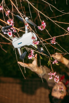A woman tries to pull out a quadcopter stuck in a tree
