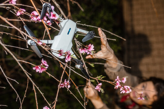 The girl reaches for the drone that fell on a flowering tree