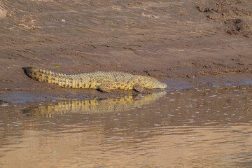 crocodile in the water