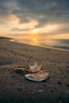 Sea shells at the beach