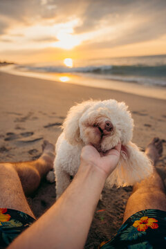 Anonymous man petting dog at the beach