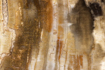 Abstract Multicolored Petrified Wood  