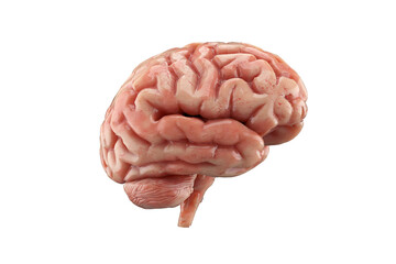 Human brain isolated on white background.