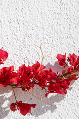Detail of a bougainvillea in bloom on a white wall, with hard shadows.