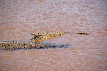 crocodile in the water