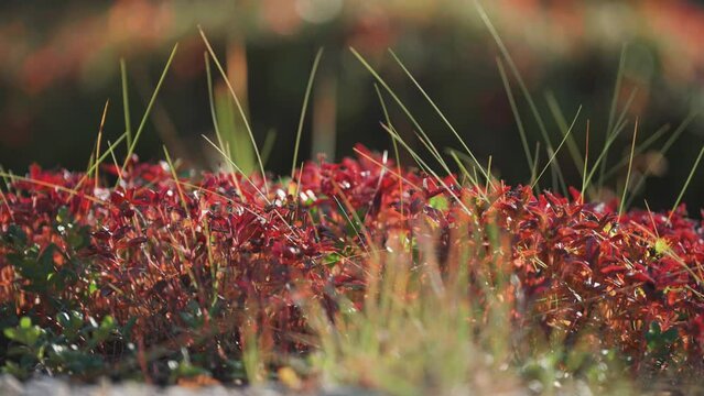 Brightly colored blueberry shrubs in the autumn tundra undergrowth. Slow-motion parallax video, bokeh background.