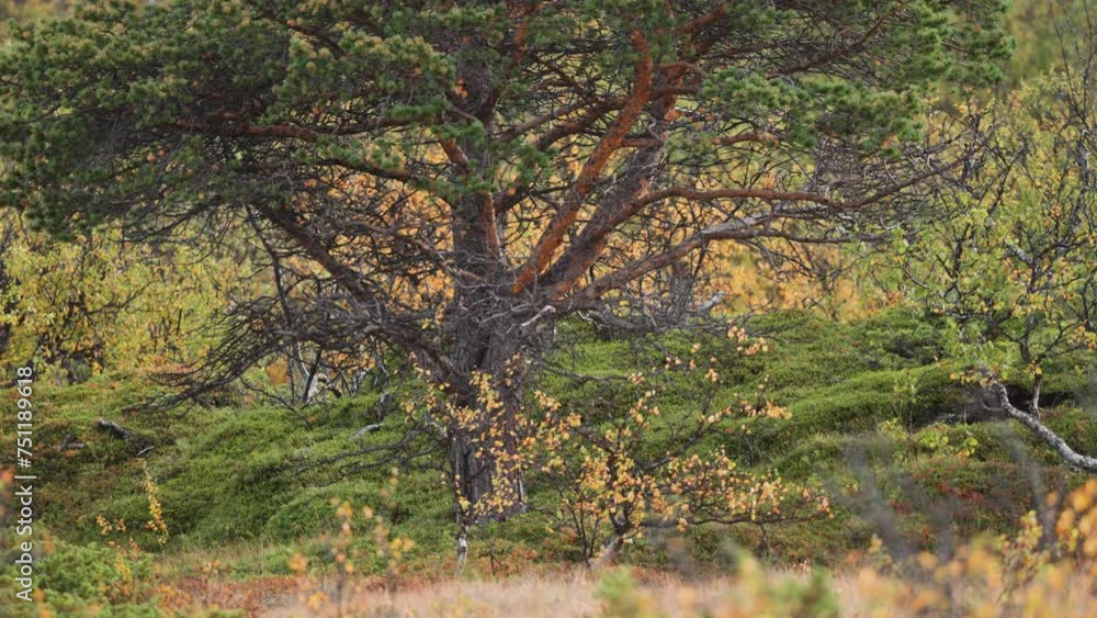 Poster a pine tree with twisted branches in the autumn tundra landscape. slow-motion parallax video, bokeh 