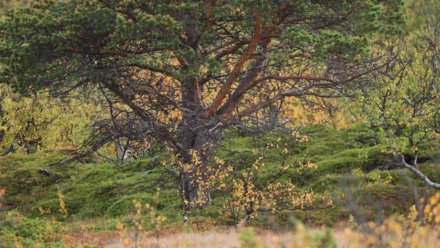 A pine tree with twisted branches in the autumn tundra landscape. Slow-motion parallax video, bokeh background.
