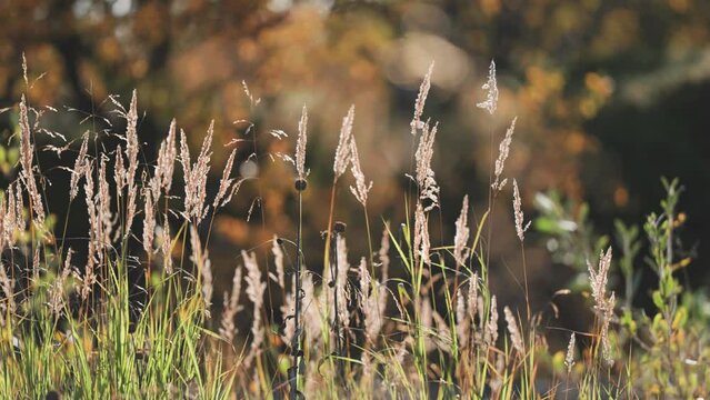 WIspy ears of withered grass on the autumn meadow. Parallax video, bokeh background.