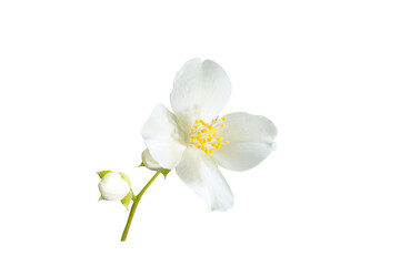 Fototapeta na wymiar Beautiful white flower isolated on white background. Philadelphus coronarius (sweet mock orange, English dogwood or wild jasmine)