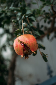 Opened ripe pomegranate fruit on green leaves tree