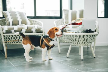 Beagle Dog Living Room Waiting His Owner