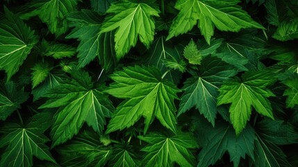 Lush Green Leaves Texture Background