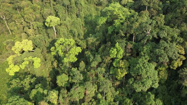 Aerial view of a dense tropical rainforest canopy, highlighting biodiversity and conservation themes, suitable for Earth Day and environmental awareness projects