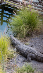 The big crocodile rest - 751193018